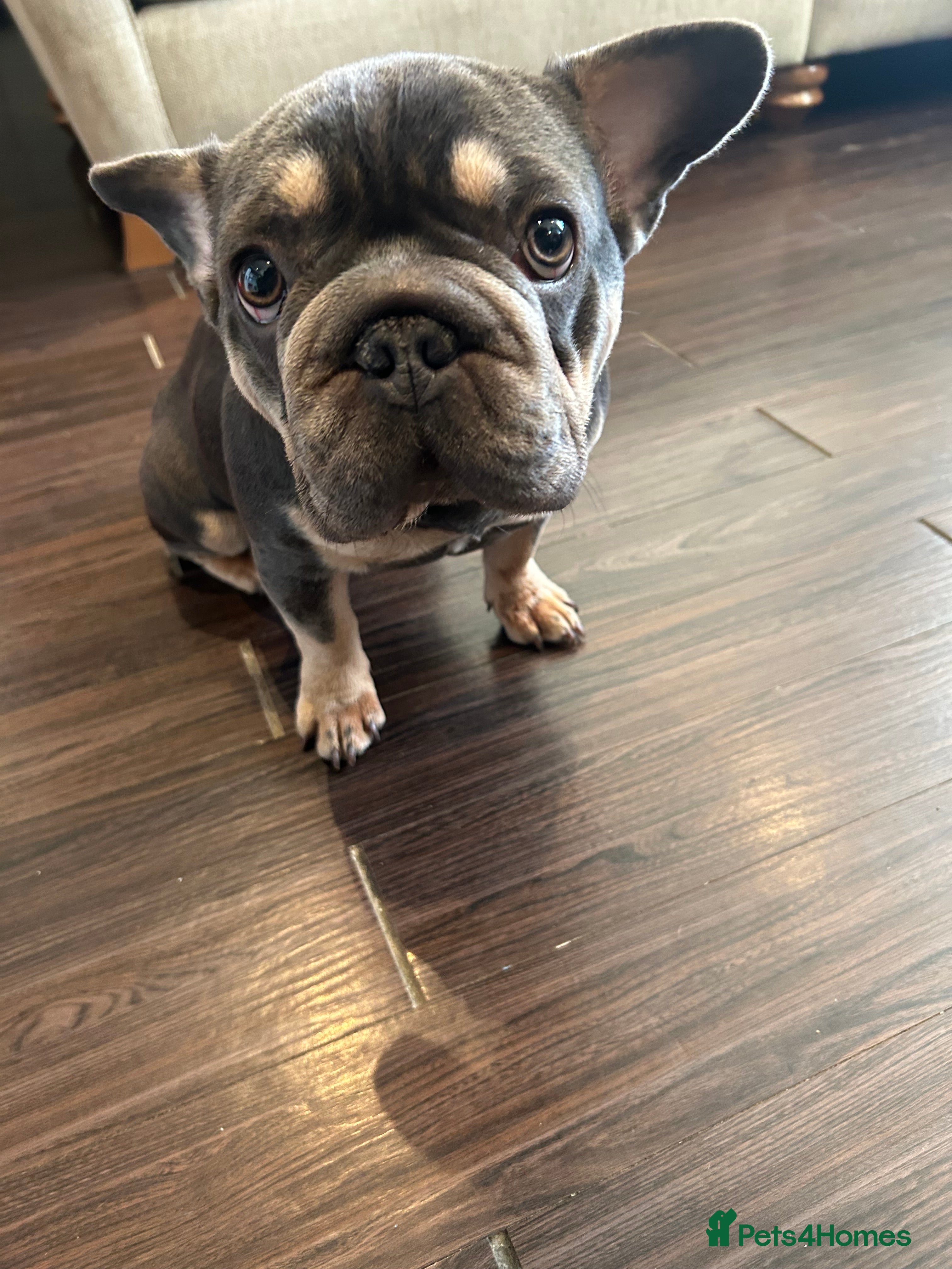 French Bulldog dogs Sweet 9 month old puppy for sale  - Advert 1