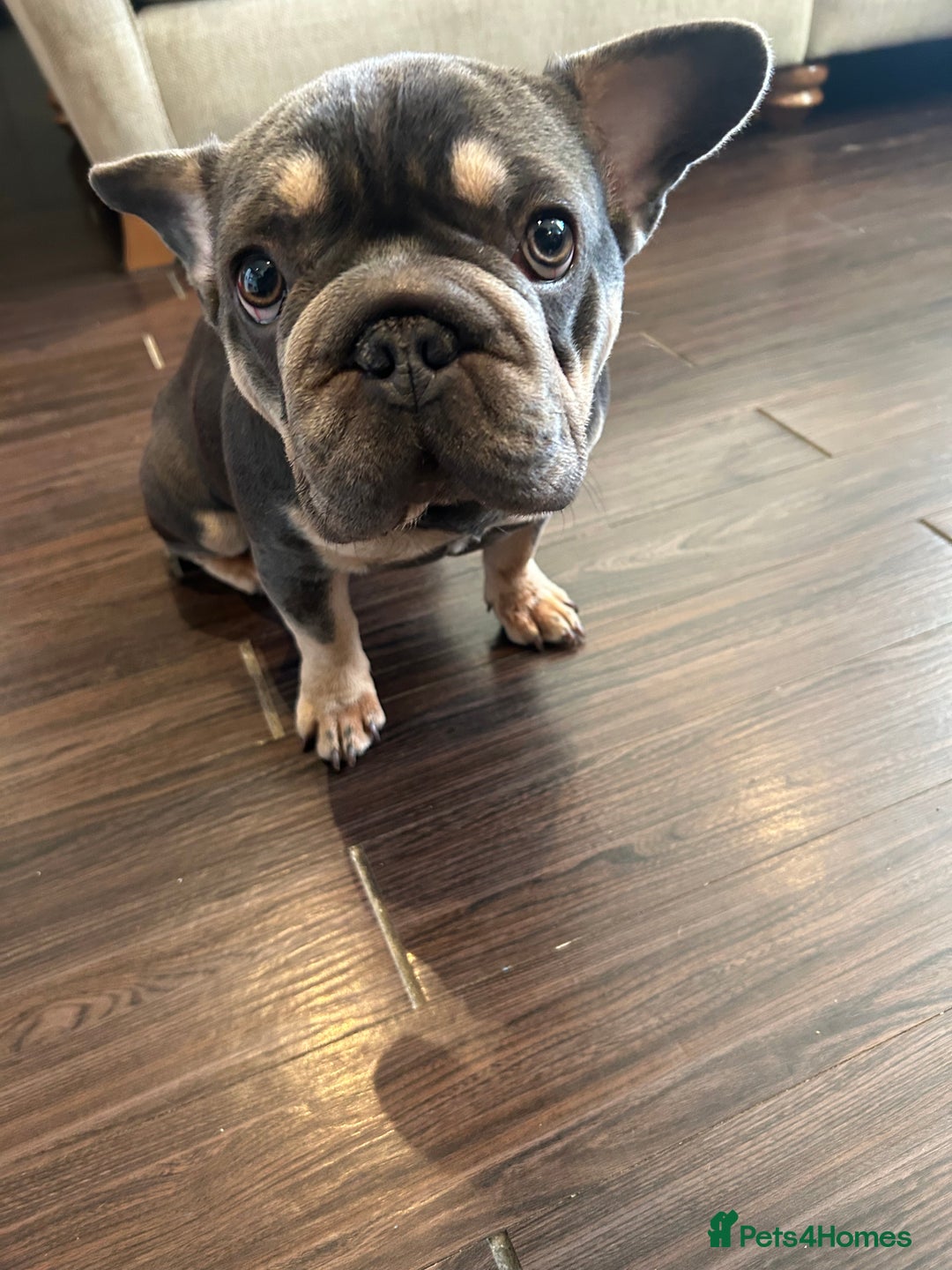 French Bulldog dogs for sale: Sweet 9 month old puppy for sale  - Advert 1