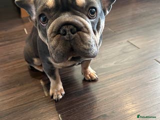 French Bulldog dogs Sweet 9 month old puppy for sale - Advert 1