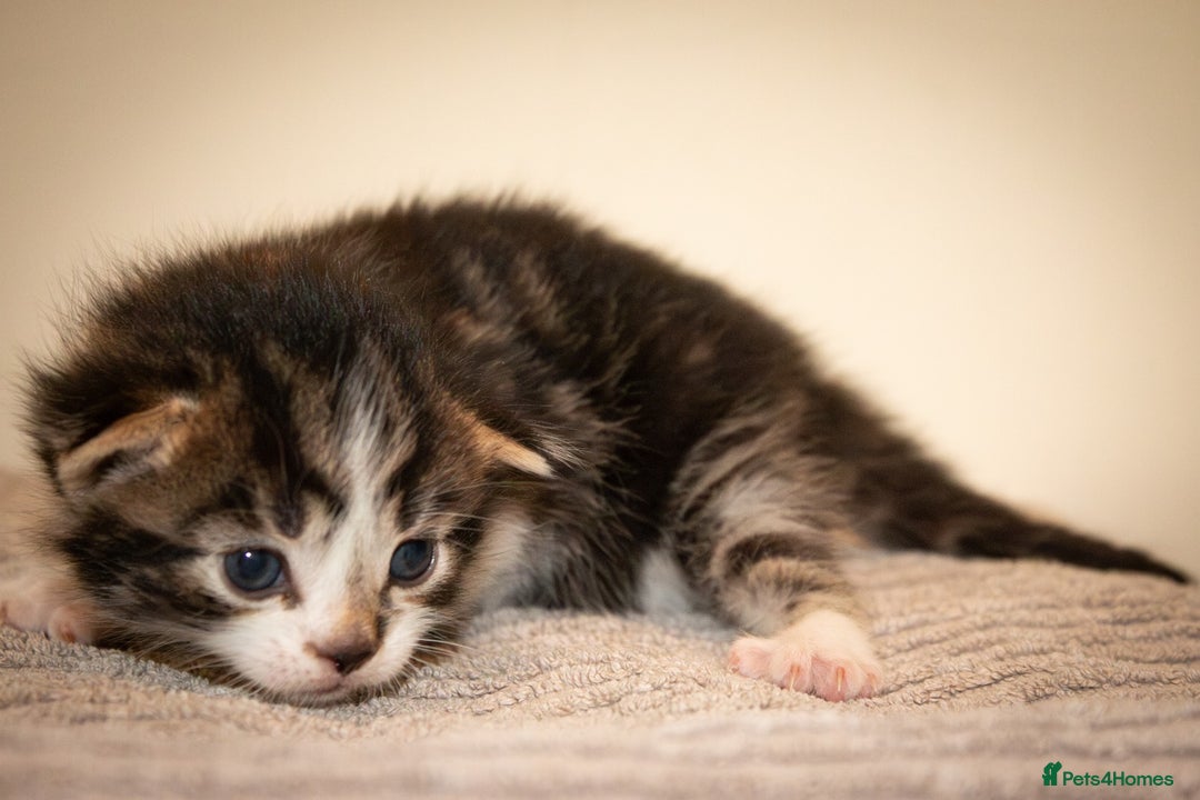 Mixed Breed cats for sale: Adorable bundles of fluff - Image 5