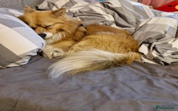 Pomeranian dogs for sale: Looking for my forever home ❤️ - Image 4