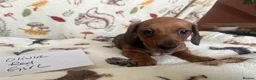 Dachshund dogs for sale: Dachshund-Miniature Smooth  - Advert 6