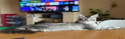 Maine Coon cats for sale: TICA Pedigree Maine coon🧬health tested - Advert 2