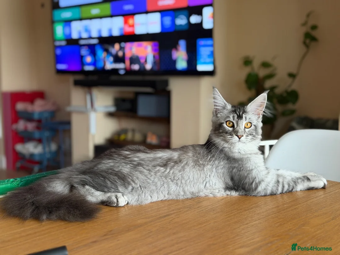 Maine Coon cats for sale: TICA Pedigree Maine coon🧬health tested - Advert 2