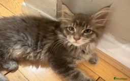 Maine Coon cats for sale: Chocolate main coons - Image 1