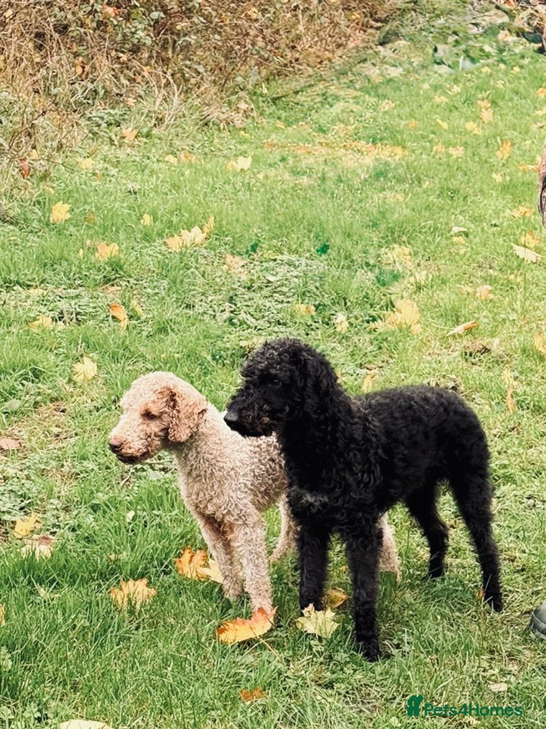 Bedlington Terrier dogs for stud: KC Reg’d Bedlington Terrier at Stud - Advert 6