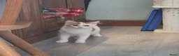 Mixed Breed cats for sale: Brother and sister very bonded pair  - Advert 10
