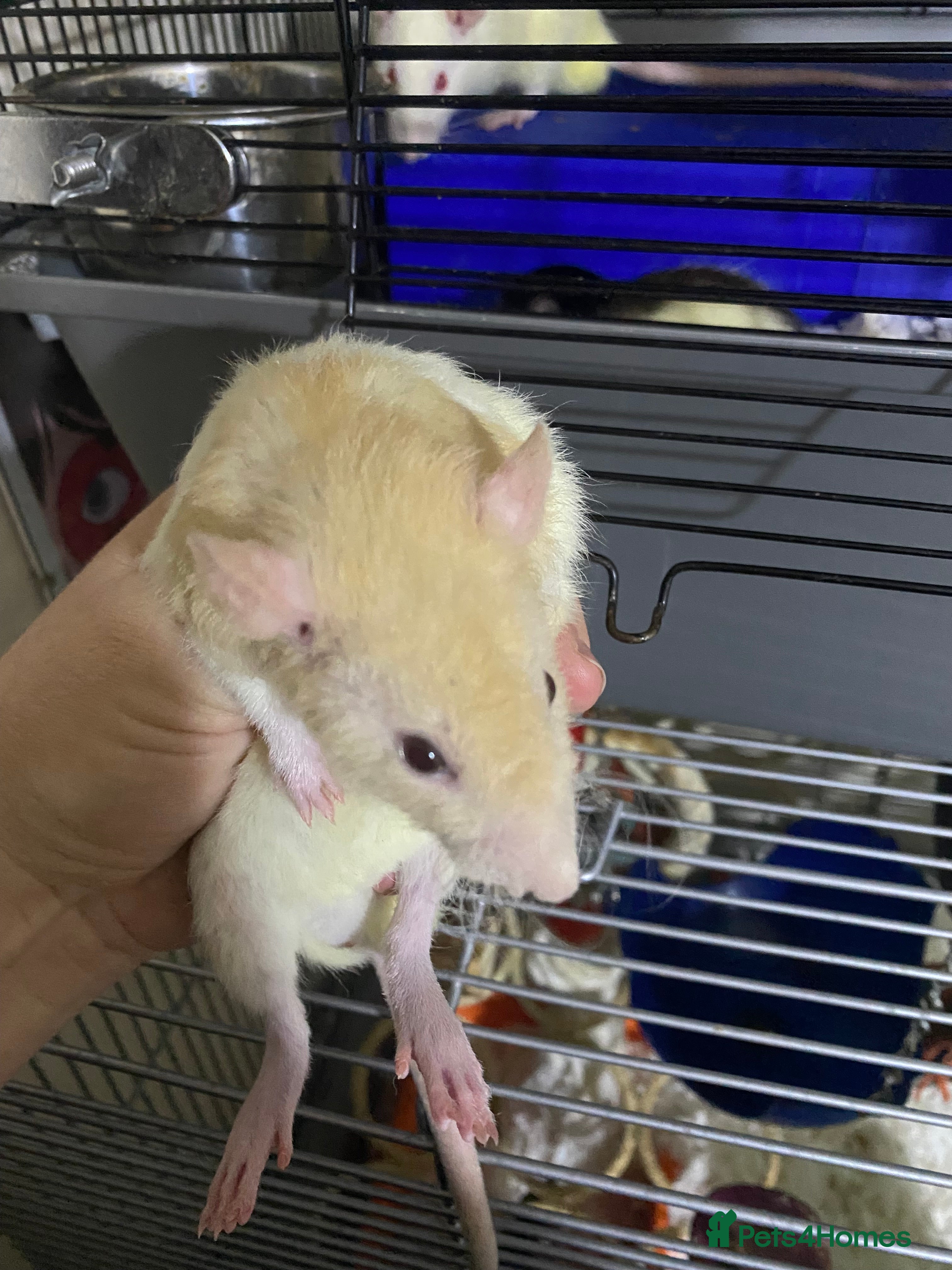 Rat rodents Male Rats x 3 - Advert 6