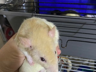 Rat rodents Male Rats x 3 - Advert 6