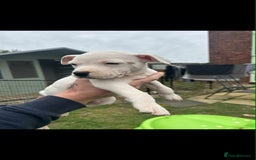 Staffordshire Bull Terrier dogs for sale: Beautiful staff pups for sale - Image 5