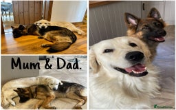 Golden Retriever dogs for sale: Golden Shepherd Puppies ready now!  - Image 5