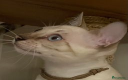 Bengal cats for sale:  Beautiful Bengal ready to reserve - Image 16