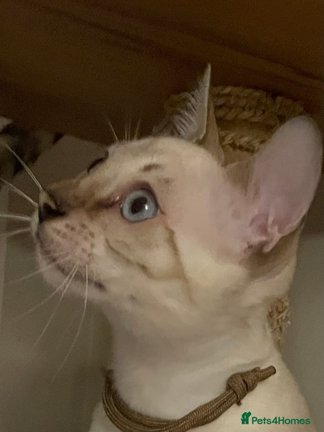 Bengal cats for sale:  Beautiful Bengal ready to reserve - Image 16