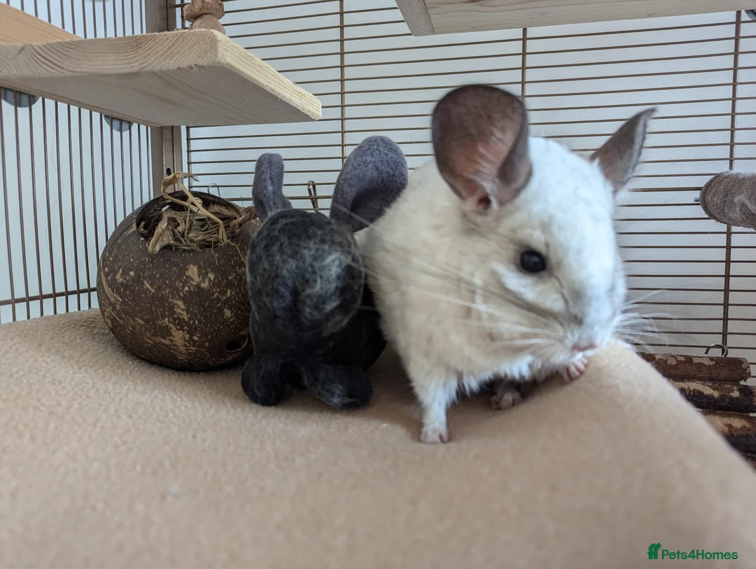 Chinchilla rodents for sale: Two Male Chinchillas with Cage and Set-Up - Advert 7