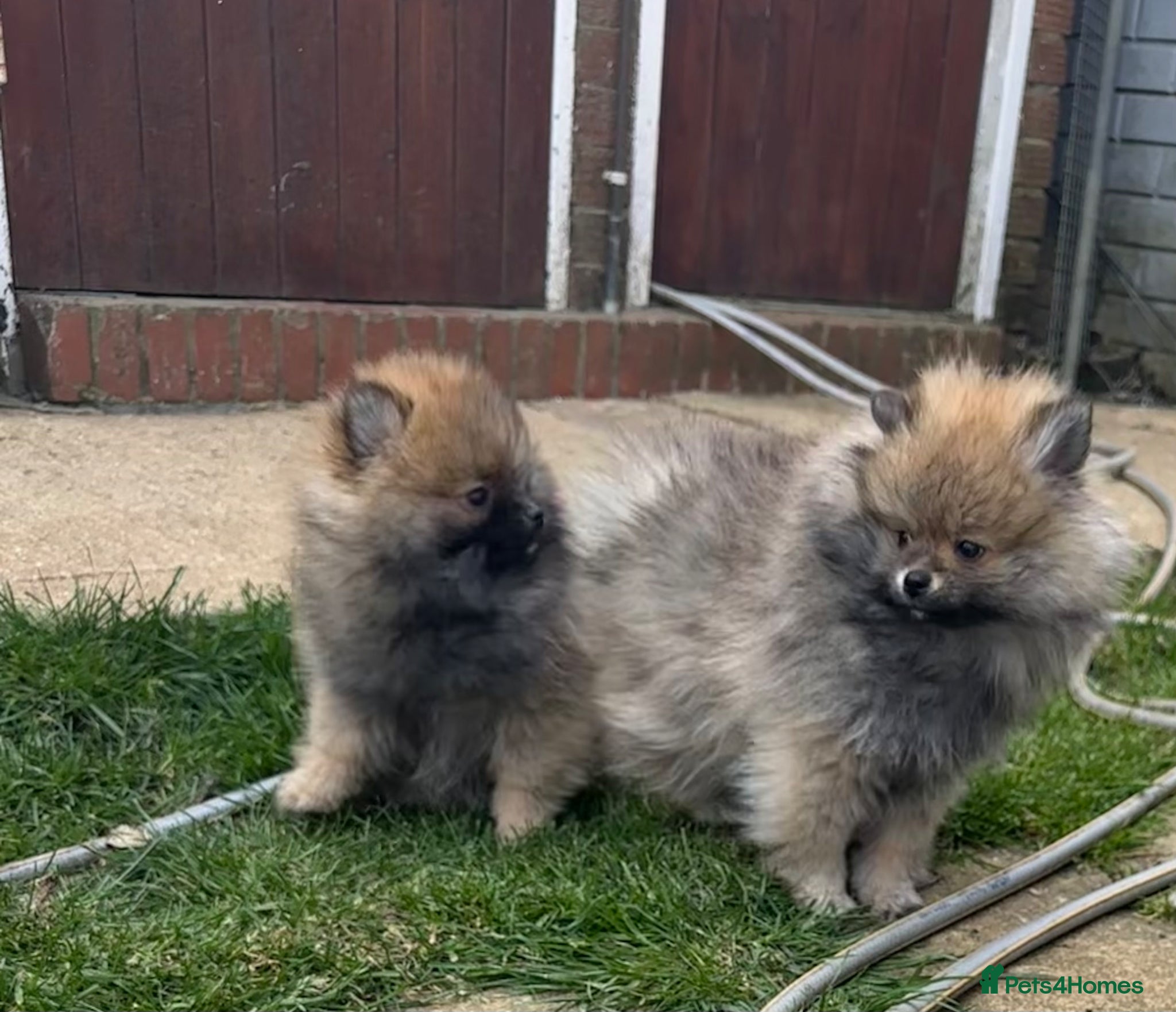 Pomeranian dogs ❤️ READY NOW! Stunning Pomeranian puppies 🐶❤️ - Advert 10