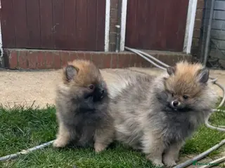 Pomeranian dogs ❤️ READY NOW! Stunning Pomeranian puppies 🐶❤️ - Advert 10