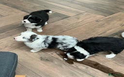 Border Collie dogs for sale: Stunning Border Collie Pups  - Image 1
