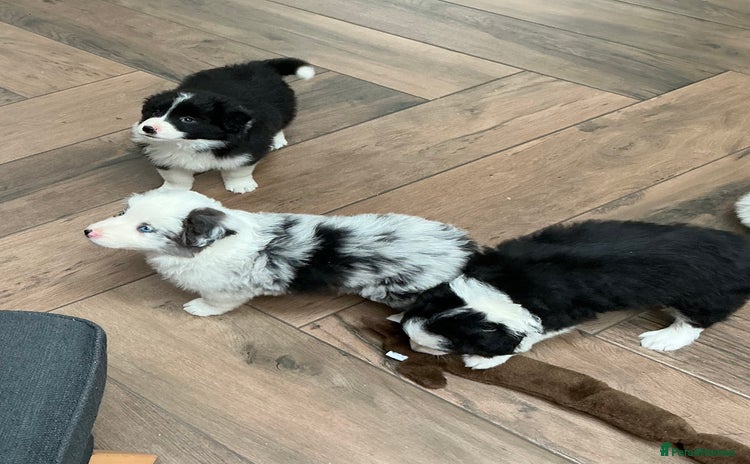 Border Collie dogs - Advert 1