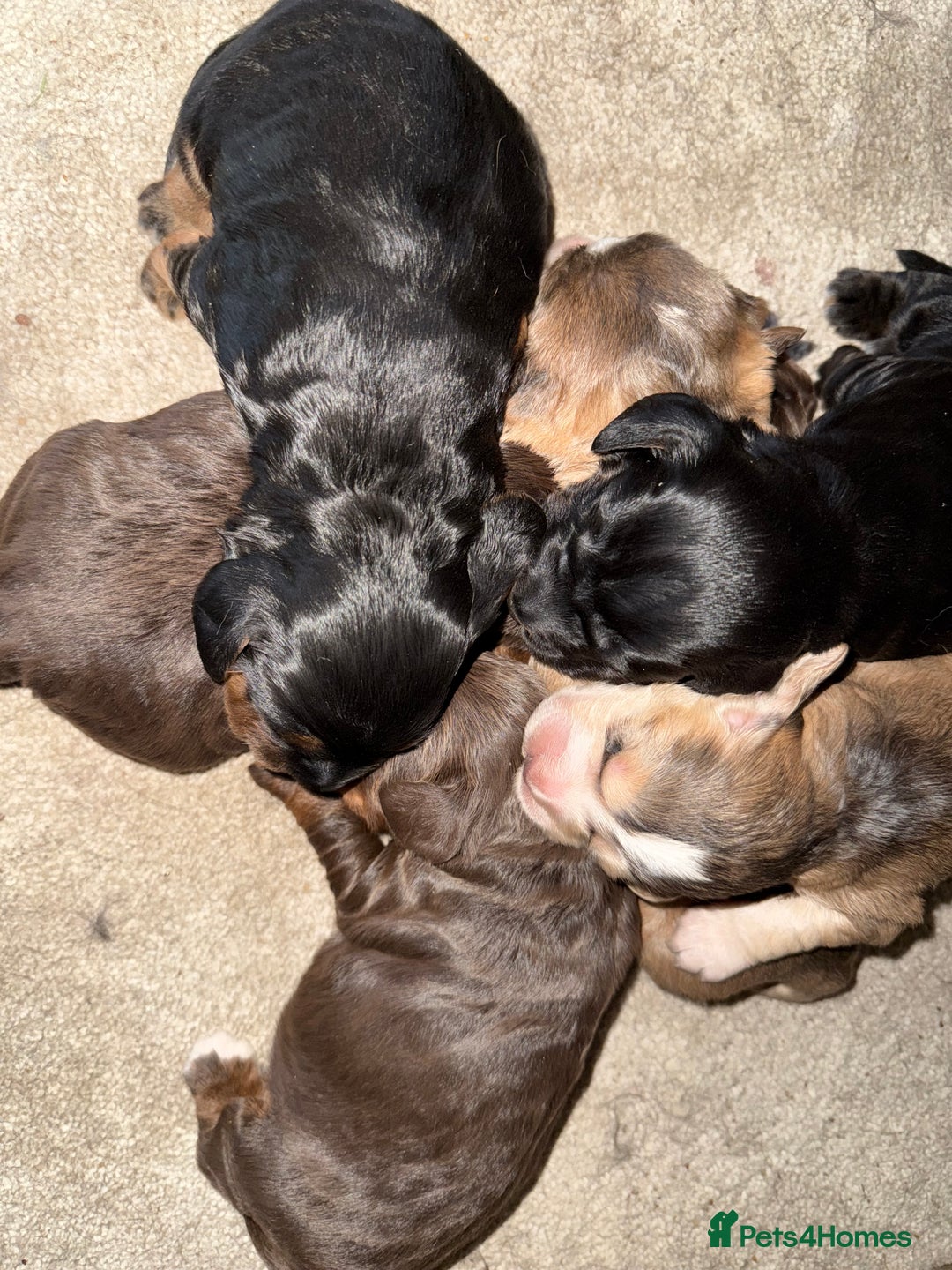 Cocker Spaniel dogs for sale: 2 girls left! Litter of 6 adorable kc reg puppies  - Advert 22