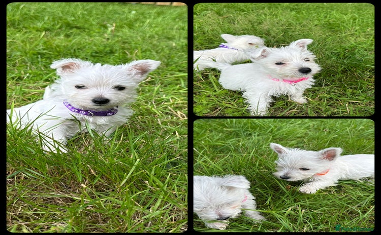 West Highland Terrier dogs - Advert 2
