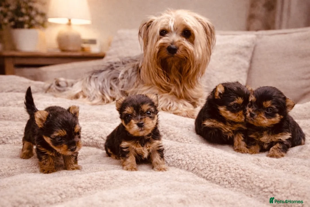 Yorkshire Terrier dogs for sale: YORKIE PUPPIES - Advert 21