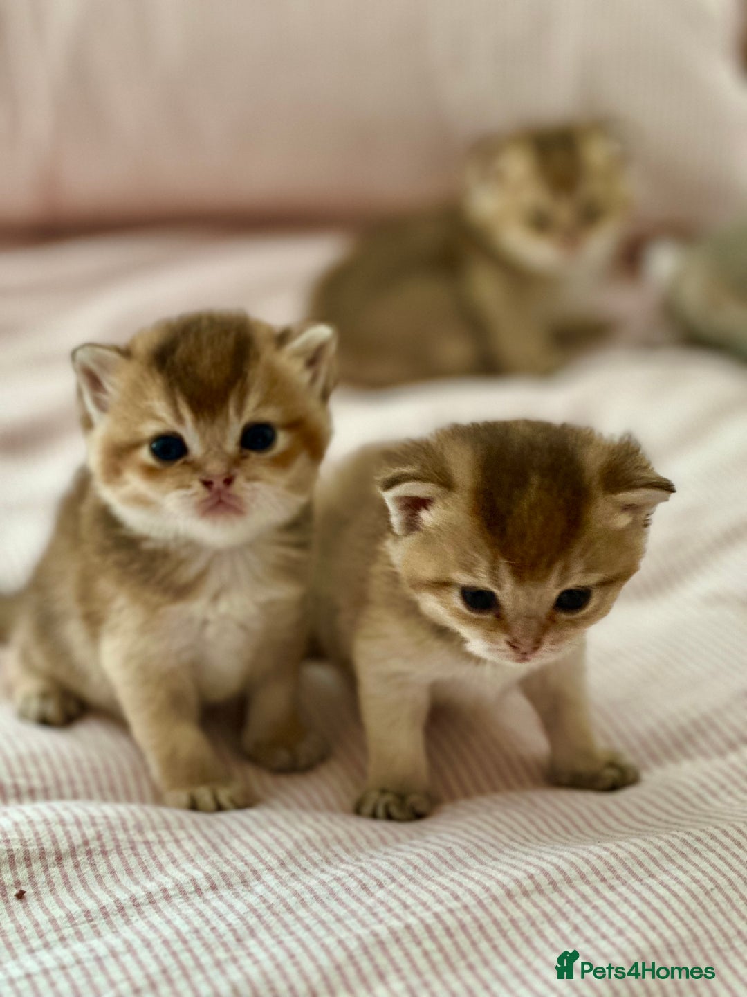 British Shorthair cats for sale: GCCF BSH fluffy kittens - Image 2