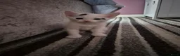 Mixed Breed cats for sale: White with black spots.  - Advert 4