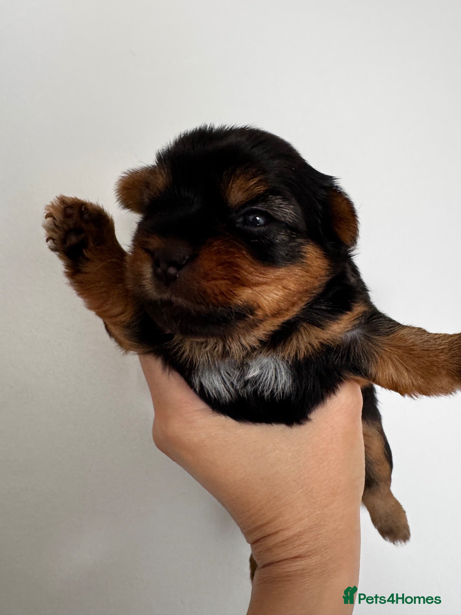 Yorkshire Terrier dogs Beautiful handsome Yorkshire Terrier Boy - Advert 6