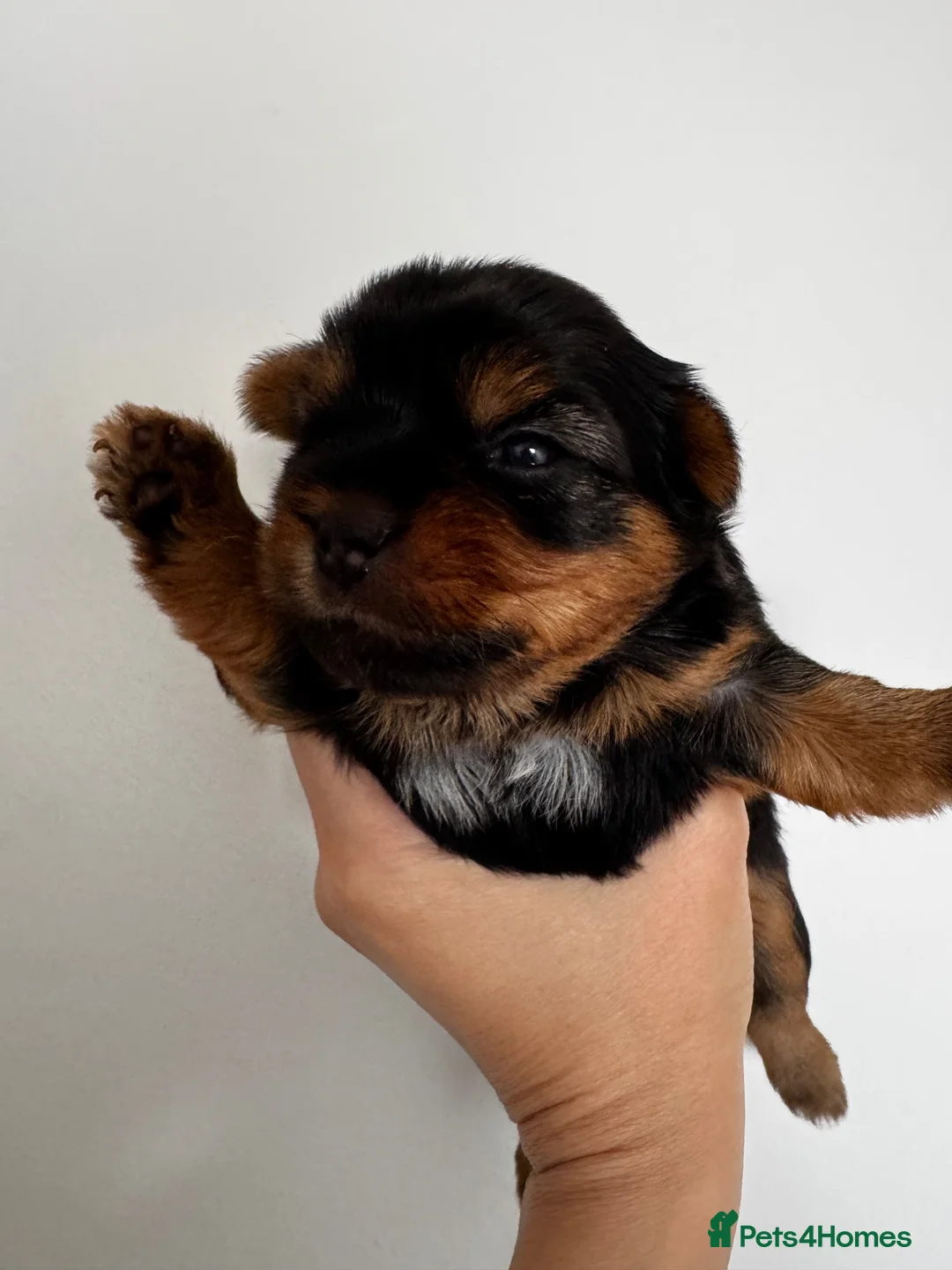 Yorkshire Terrier dogs for sale: Beautiful handsome Yorkshire Terrier Boy - Advert 2