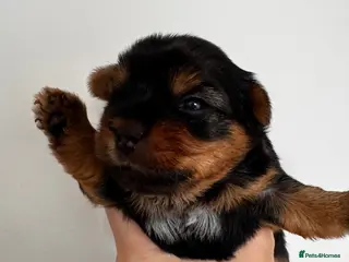 Yorkshire Terrier dogs Beautiful handsome Yorkshire Terrier Boy - Advert 6