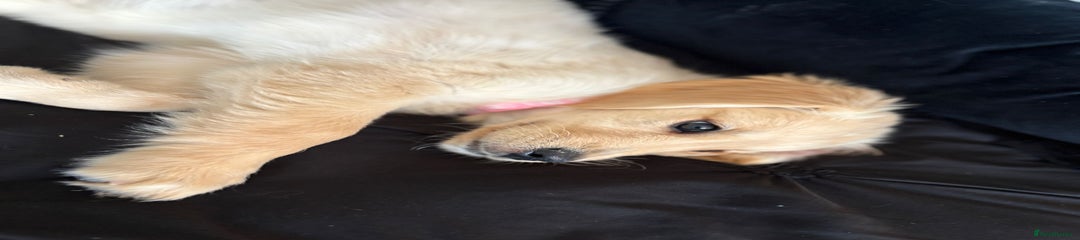 Golden Retriever Puppy 2