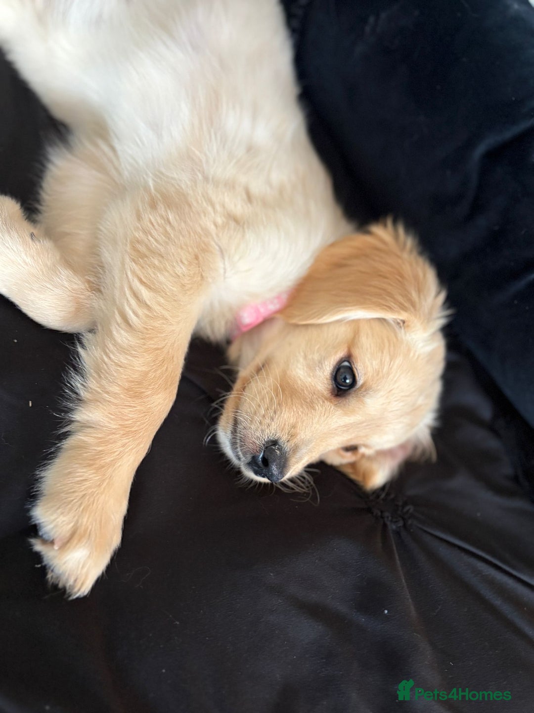Golden Retriever dogs for sale: Goldren retriever puppies  - Image 13