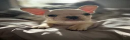 French Bulldog dogs for sale: Frenchie puppies available - Advert 18