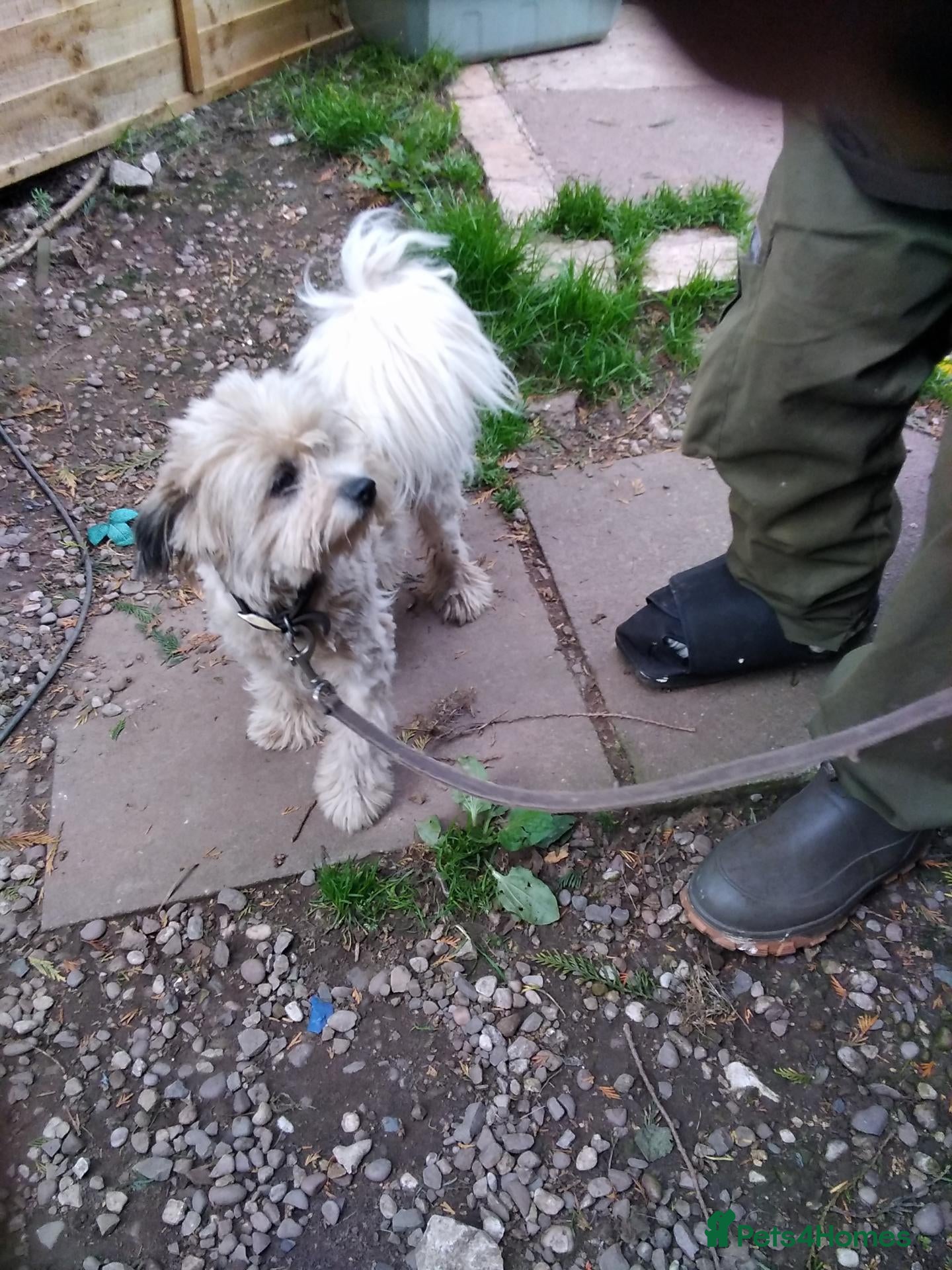 Mixed Breed dogs for sale: Peggy seeks loving home - Advert 13