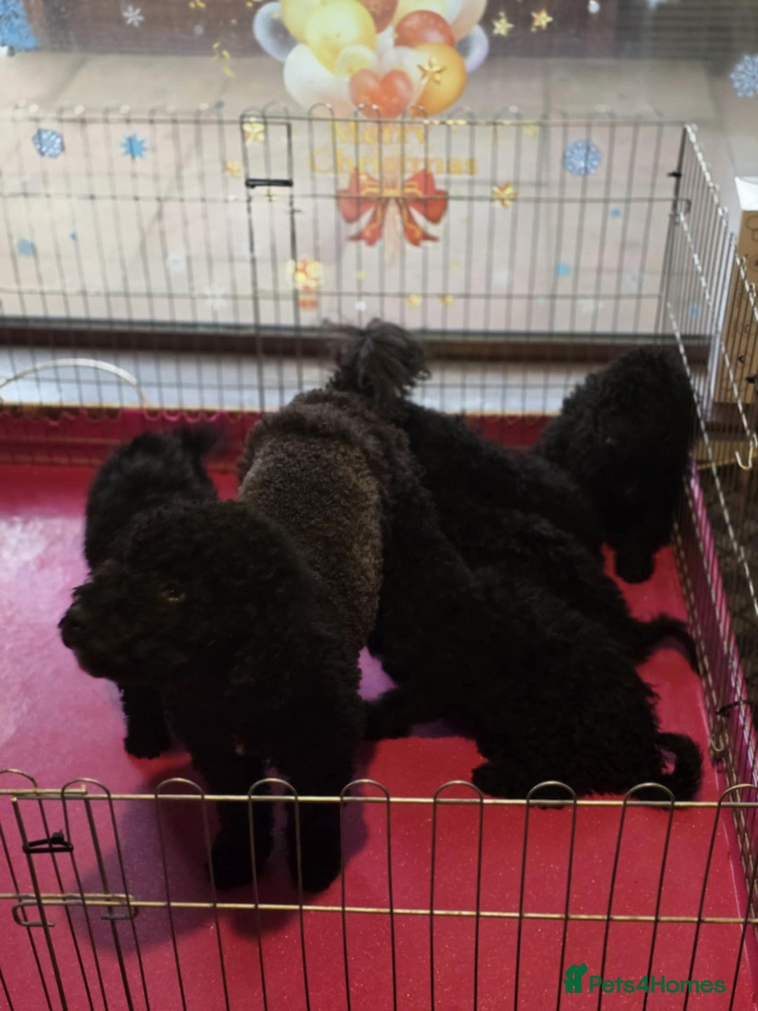 Miniature Poodle dogs for sale: For sale 4 gorgeous girls and 2 boys  - Advert 10