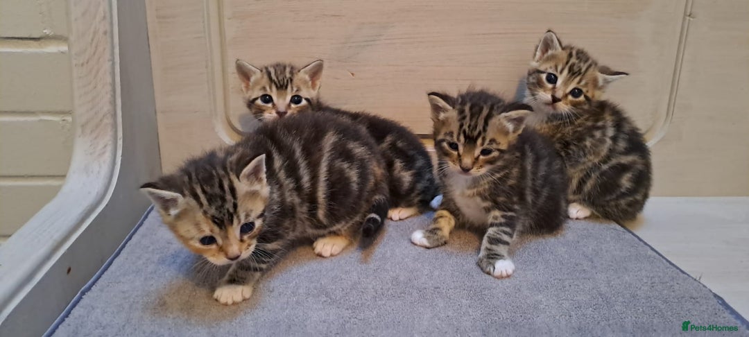 Bengal cats for sale: 4 Cute Tabby Kittens  - Image 3