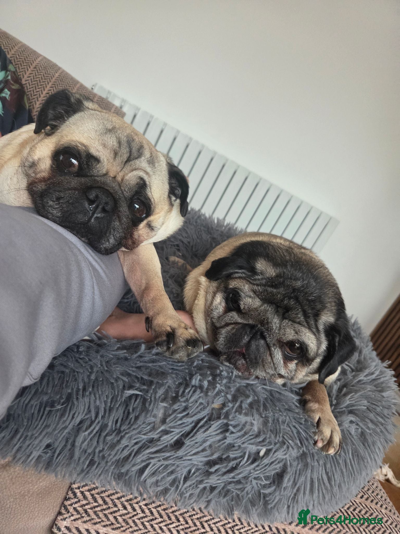 Pug dogs Male Pug age 10 and Female Pug age 6 - Advert 4