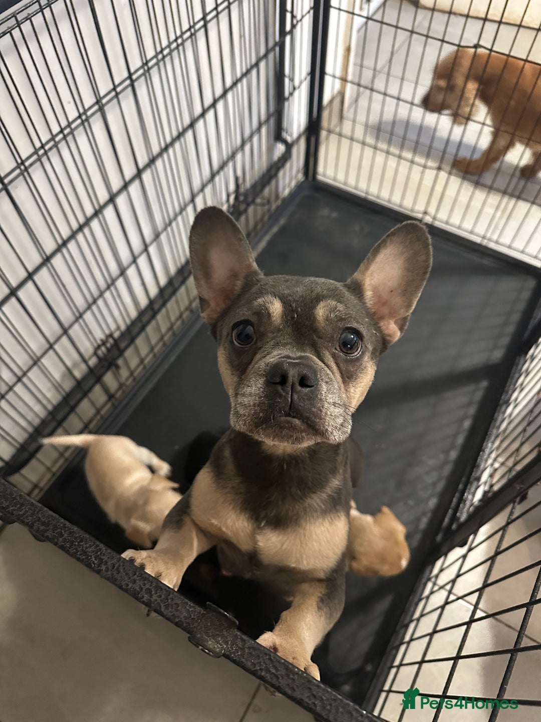 Mixed Breed dogs for sale: French bulldog x cavapoo puppy available  - Advert 4