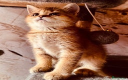 Scottish Fold cats for sale: Scottish fold kittens in hull - Image 4