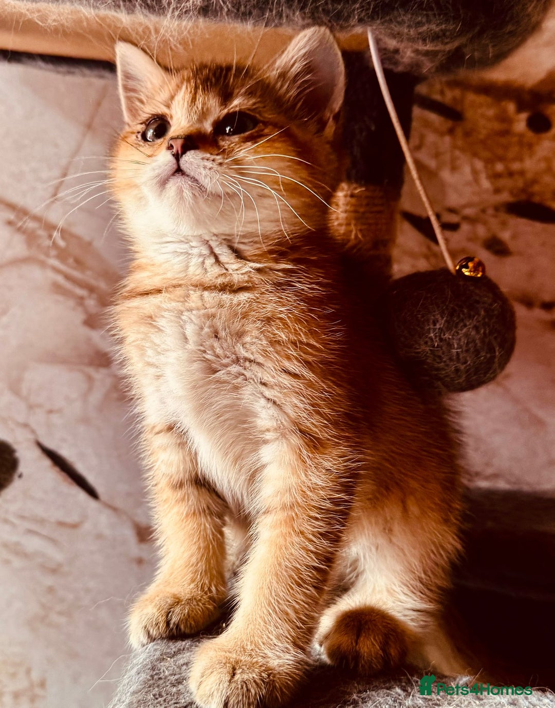 Scottish Fold cats for sale: Scottish fold kittens in hull - Image 4