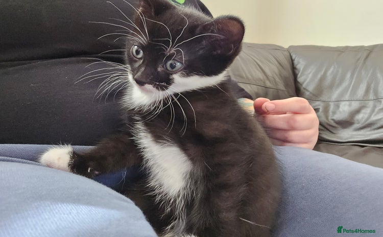 Domestic Shorthair cats - Advert 14