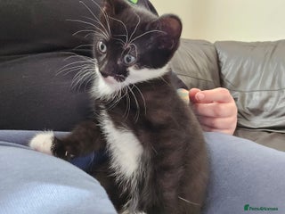 Domestic Shorthair cats - Advert 13