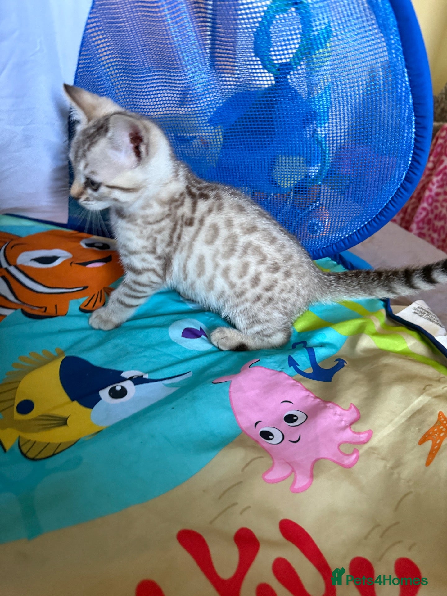 Bengal cats for sale: Snow babies! 🩷💙 Pedigree TICA Bengal Kittens - Advert 6