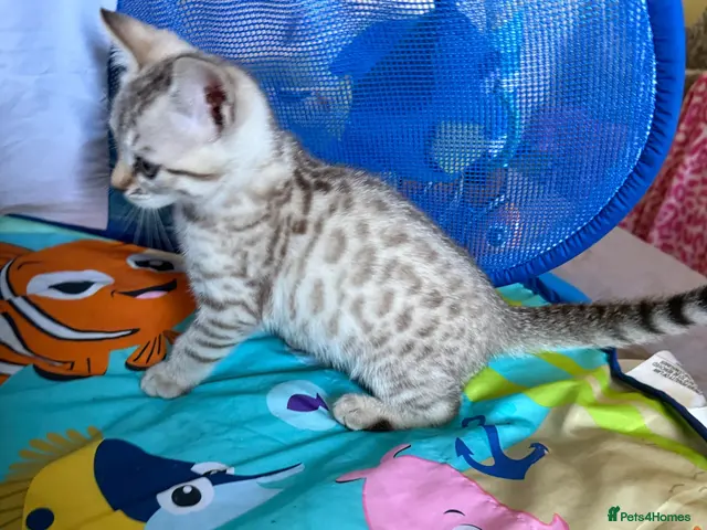 Bengal cats for sale: Snow babies! 🩷💙 Pedigree TICA Bengal Kittens - Advert 6
