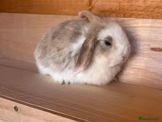 Mini Lop rabbits Pure mini lop bunnies - Advert 21