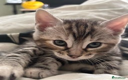 Bengal cats for sale: Half Bengal Kittens for sale  - Image 7