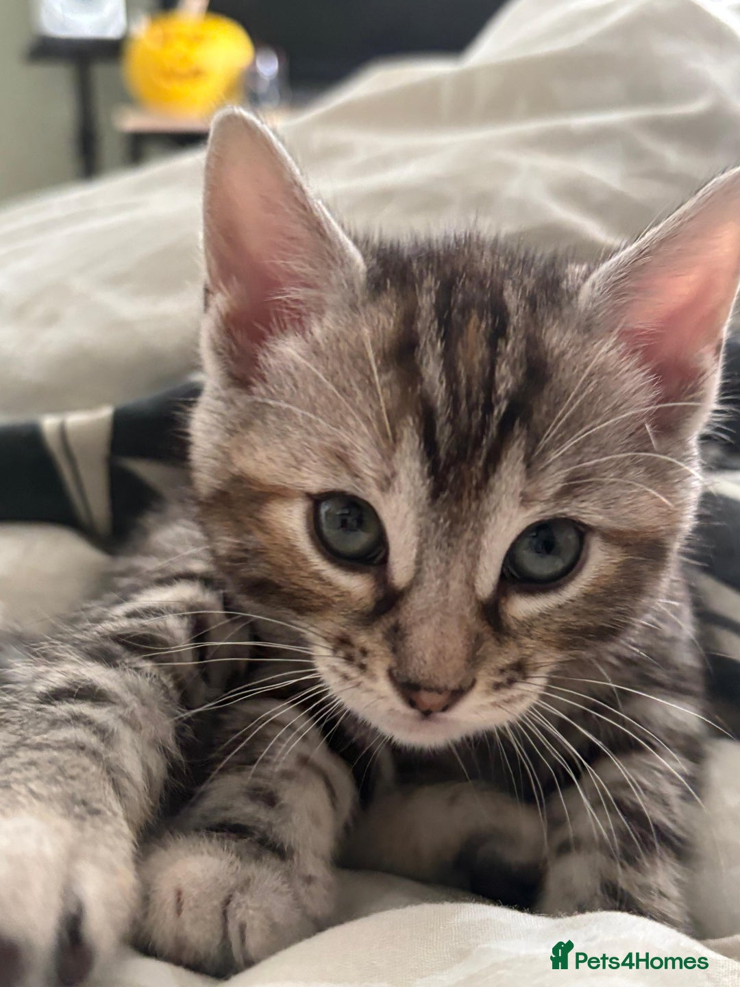 Bengal cats for sale: Half Bengal Kittens for sale  - Image 7