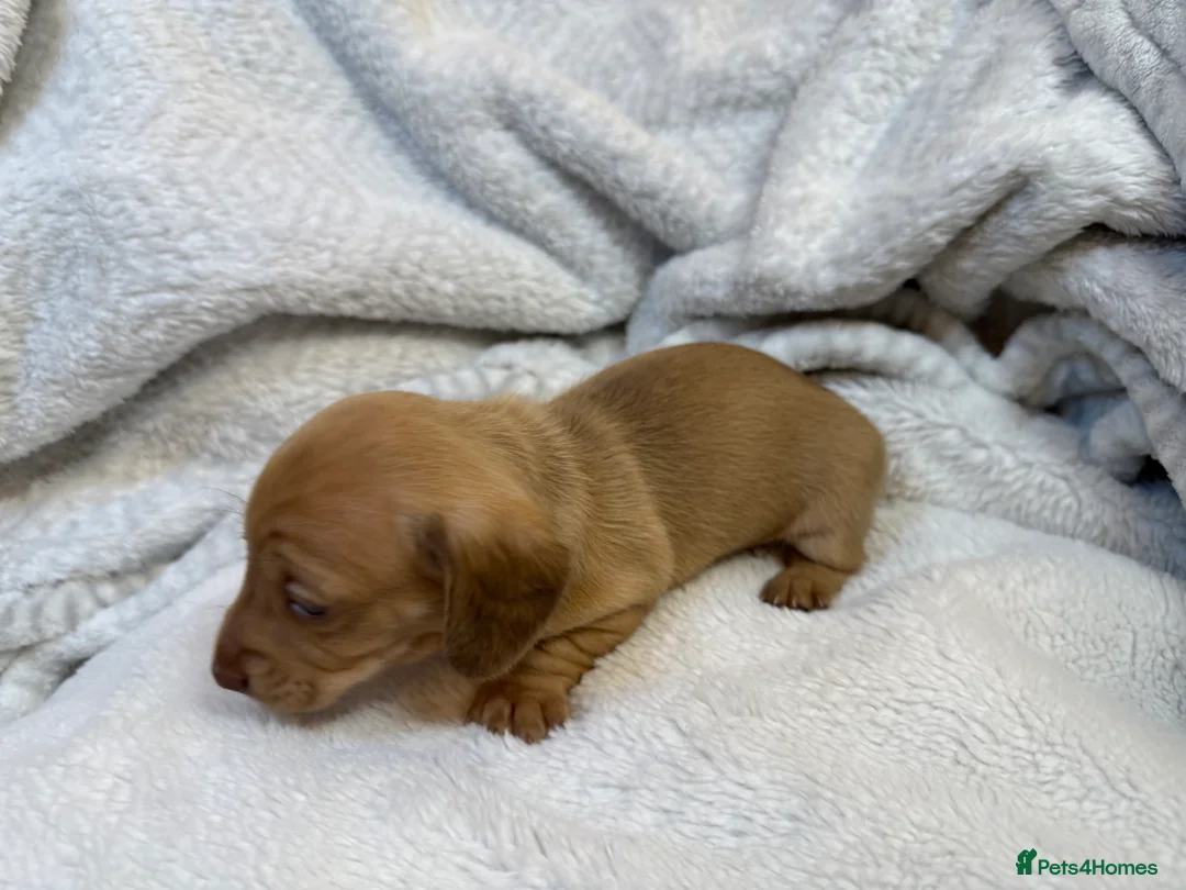 Miniature Dachshund dogs for sale: Miniature Smooth Dacshund  - Advert 5