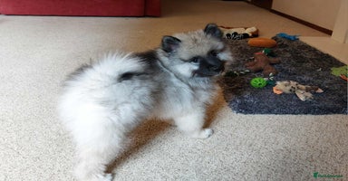 Keeshond dogs - Advert 12