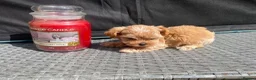 Maltipoo dogs for sale: Extensively DNA tested Asian maltipoo puppies  - Advert 4